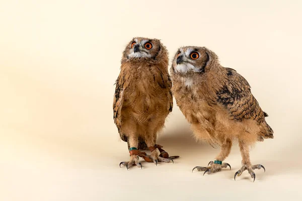 Deux Petits Oiseaux Dans Forêt — Photo