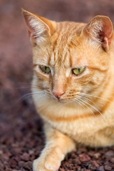 Bellissimo Gatto Domestico Fuori Giardino — Foto Stock