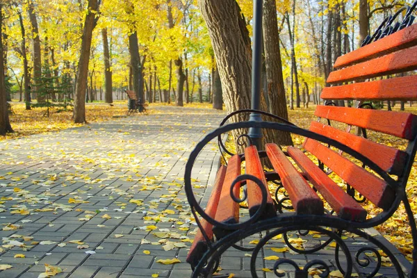 Осенний Парк Желтая Скамейка Листья — стоковое фото