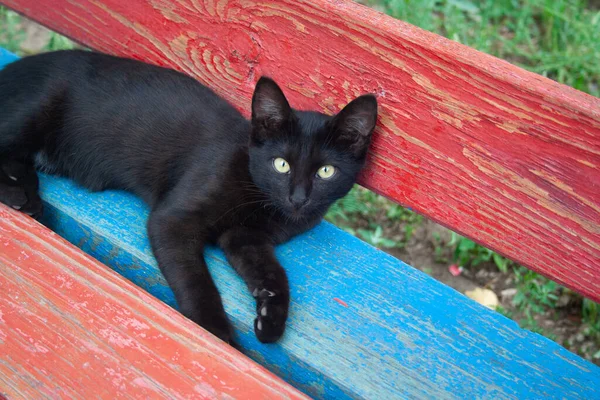 Černá Bílá Kočka — Stock fotografie