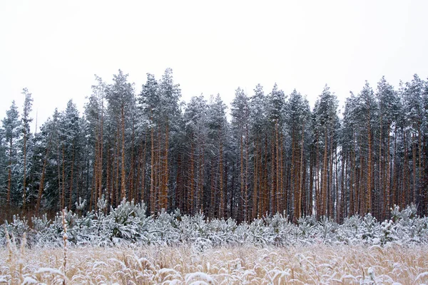 Bosque Invierno Con Árboles Cubiertos Nieve — Foto de Stock