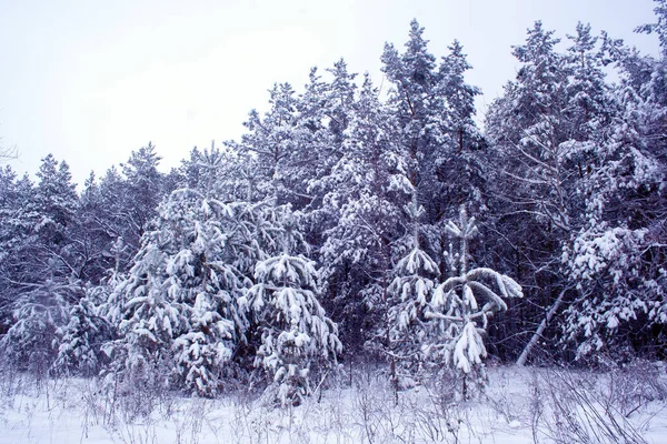 Vinterlandskap Med Snötäckta Träd — Stockfoto