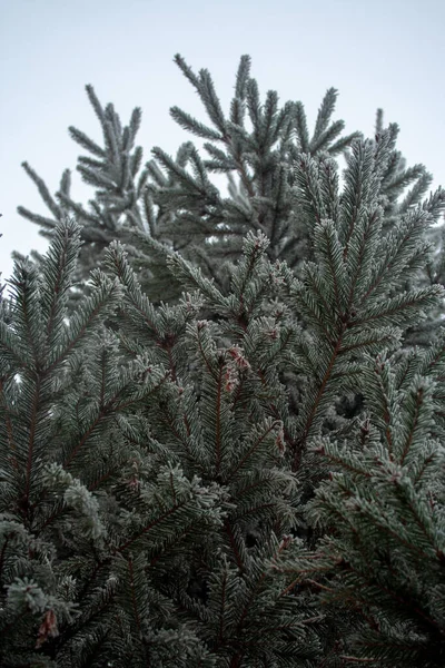 Ramo Abeto Verde Com Neve — Fotografia de Stock