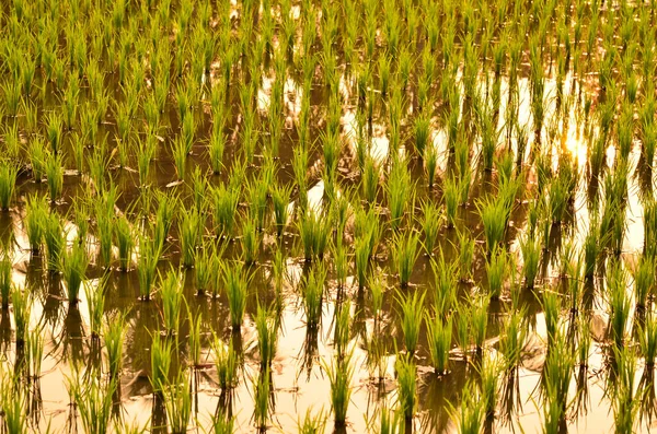 Campo Trigo Verde Campos Arroz Milho Centeio Arroz Paddy Cevada — Fotografia de Stock