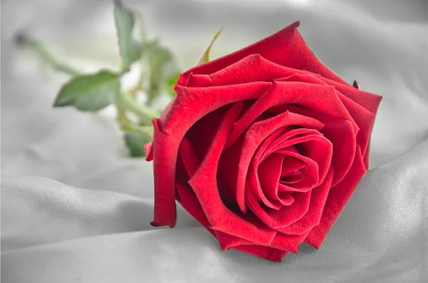 Piękne Czerwone Róże Białym Tle — Zdjęcie stockowe