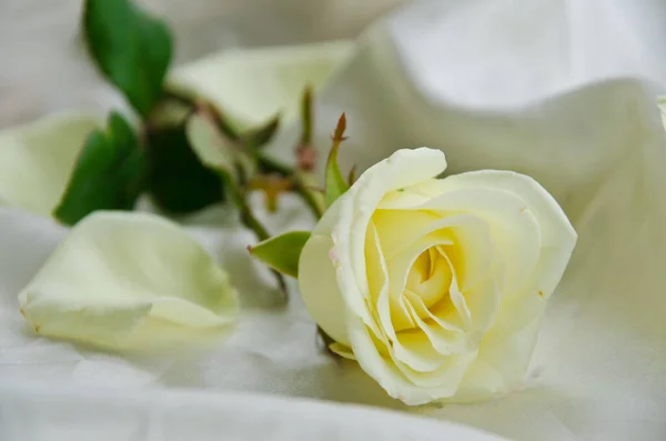 Rosa Blanca Sobre Fondo Hermoso Ramo Bodas — Foto de Stock