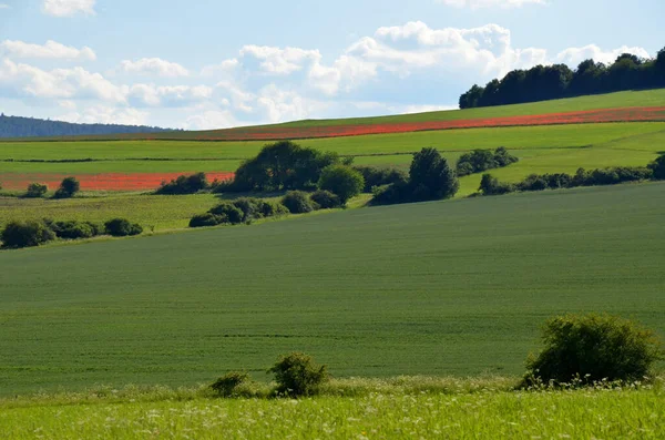 Fält Röda Vallmo Rhoen — Stockfoto