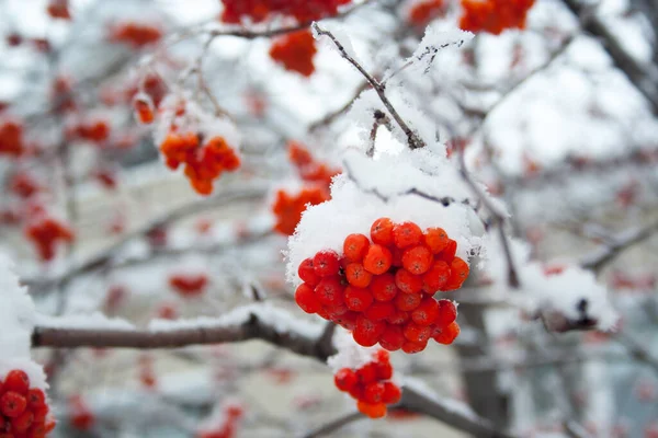 Czerwone Jagody Łabędzia Gałęzi Śniegu — Zdjęcie stockowe
