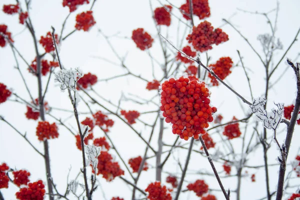 Червоні Ягоди Суниці Гілці Взимку — стокове фото