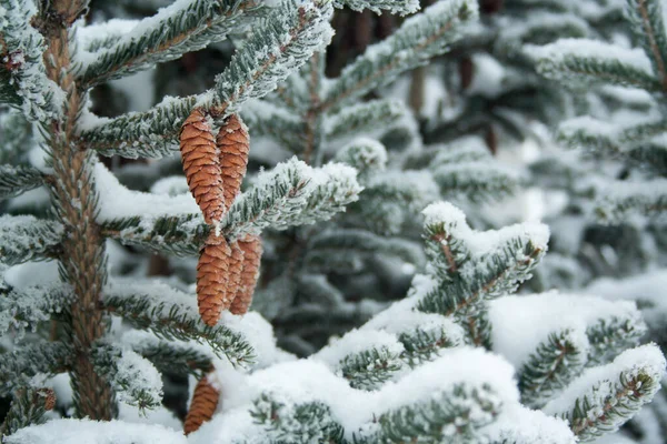 Šišky Větve Smrku Pokryté Sněhem Zimním Dni — Stock fotografie