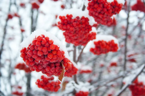 Bayas Rojas Árbol Nieve —  Fotos de Stock