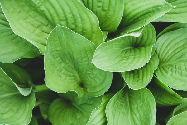 Πράσινη Hosta Αφήνει Top View Φόντο Μεγάλο Πράσινο Μοτίβο Φρέσκα — Φωτογραφία Αρχείου