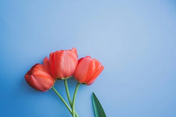 Beautiful Red Tulips Top View Trendy 2020 Blue Background Copyspace — Stock Photo, Image