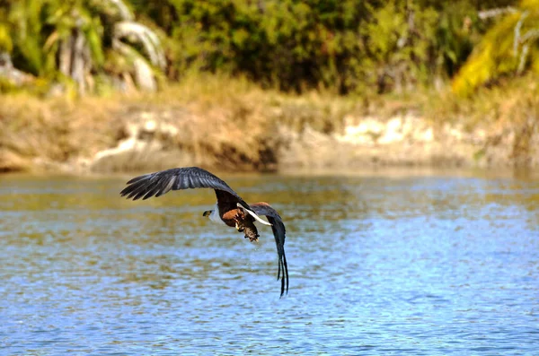 Águia Africana Presa Sobre Rio Okavango Botsuana — Fotografia de Stock