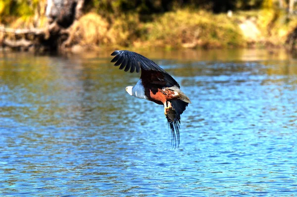 Águia Africana Presa Sobre Rio Okavango Botsuana — Fotografia de Stock