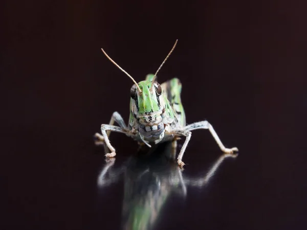 Primer Plano Hermoso Insecto — Foto de Stock