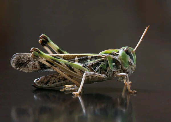 Closeup Grasshopper Green Background — Stock Photo, Image