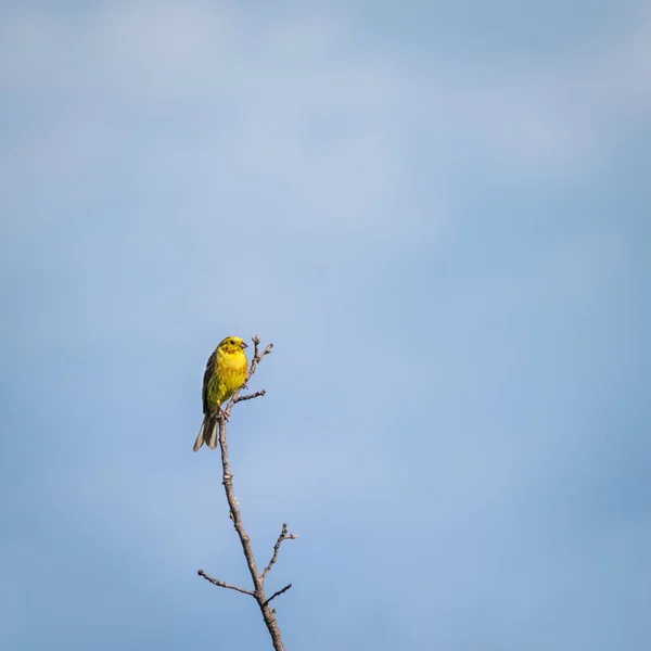 森の枝に鳥がいて — ストック写真