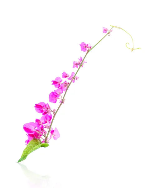 Beautiful Pink Orchid Flower Isolated White Background — Stock Photo, Image