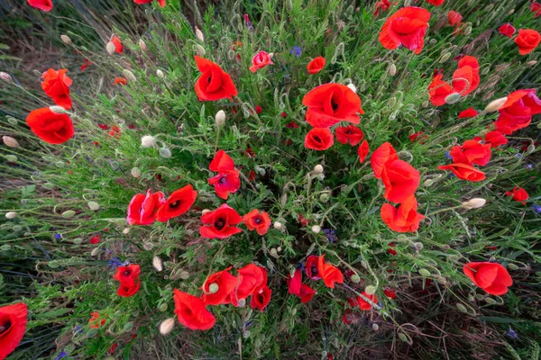 ポピーの花が閉じています 上からの眺め — ストック写真