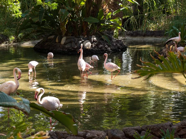 Pássaro Grande Rosa Agradável Flamingo Maior Phoenicopterus Ruber — Fotografia de Stock