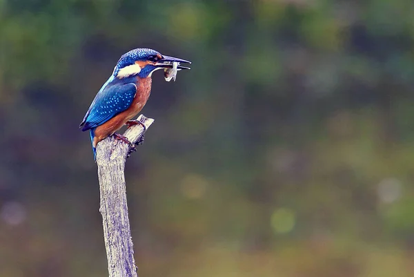 Kungsfiskare Alcedo Detta Fågel — Stockfoto