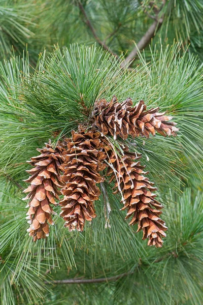 Pine Cone Branch — Stock Photo, Image