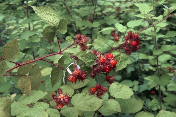 Red Berries Tree Garden — Stock Photo, Image