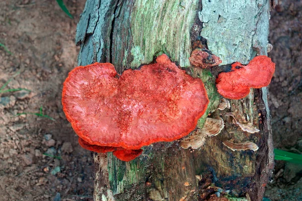 Piros Fehér Gomba Erdőben — Stock Fotó