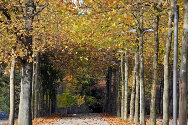 Осенний Пейзаж Красочными Деревьями Листьями — стоковое фото