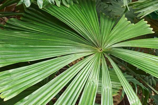 Hojas Verdes Palmera — Foto de Stock