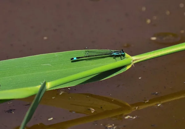 Blåstjärtad Fröken Ischnura Elegans Blå Himmel Sommaren — Stockfoto