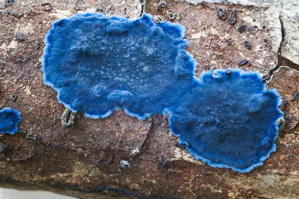 Крупный План Сине Белого Камня — стоковое фото