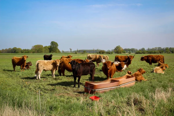 Sığırlar Inekler Otlakta Veya Otlaklarda Otlar — Stok fotoğraf