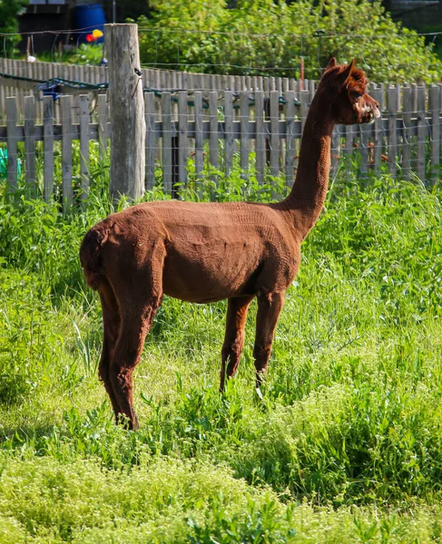 Portrait Freshly Shorn Alpaca Pasture — Stock Photo, Image