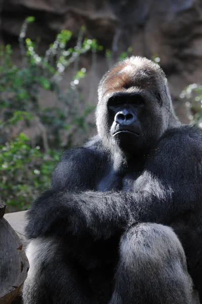 Gros Plan Gorille Dans Zoo — Photo