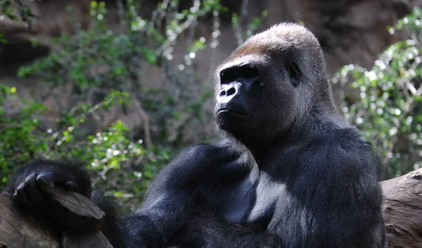 Närbild Gorilla Djurparken — Stockfoto