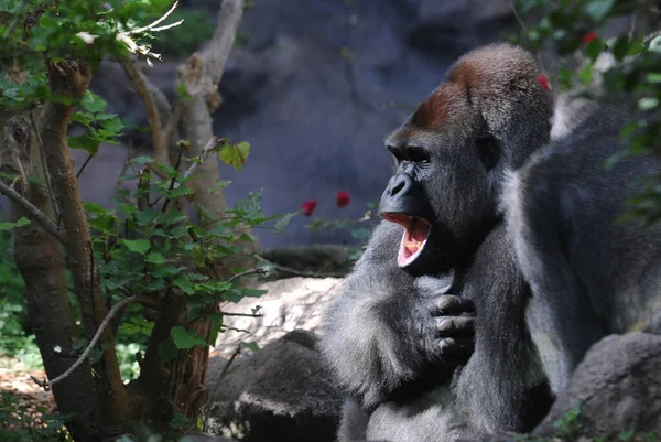 Close Chimpanzé Bonito — Fotografia de Stock