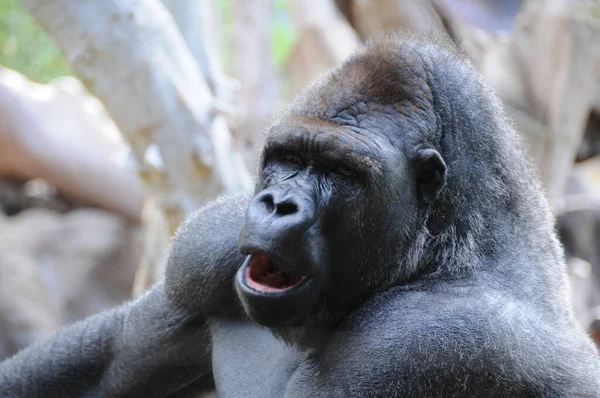 Hayvanat Bahçesindeki Bir Gorile Yaklaş — Stok fotoğraf
