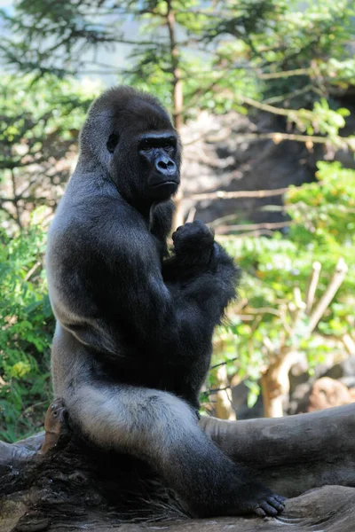 Gorilla Zoo — Stockfoto