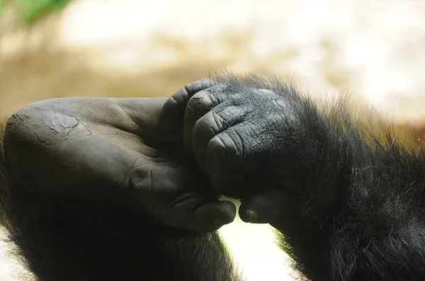 Nahaufnahme Einer Weiblichen Hand Mit Verschwommenem Hintergrund — Stockfoto