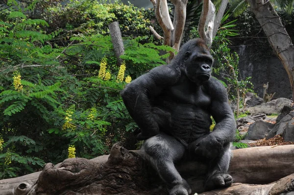 Gorilla Hutan — Stok Foto
