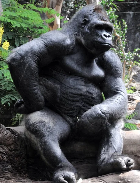 Closeup Shot Gorilla Zoo — Stock Photo, Image