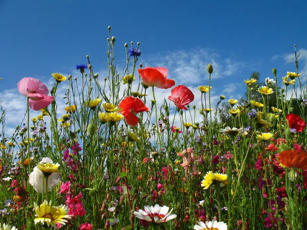 夏天的草地 开着五彩缤纷的花 — 图库照片