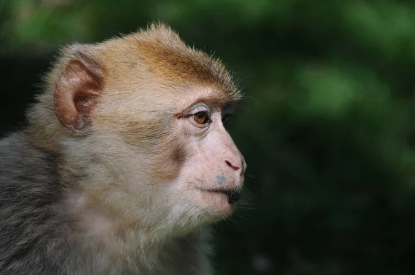 Primo Piano Simpatico Macaco Dalla Coda Marrone — Foto Stock