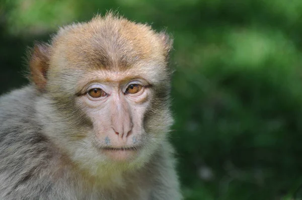 Close Macaco Bebê Bonito — Fotografia de Stock