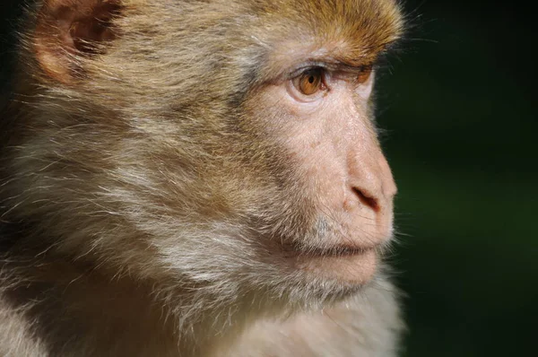 Close Van Een Aap — Stockfoto