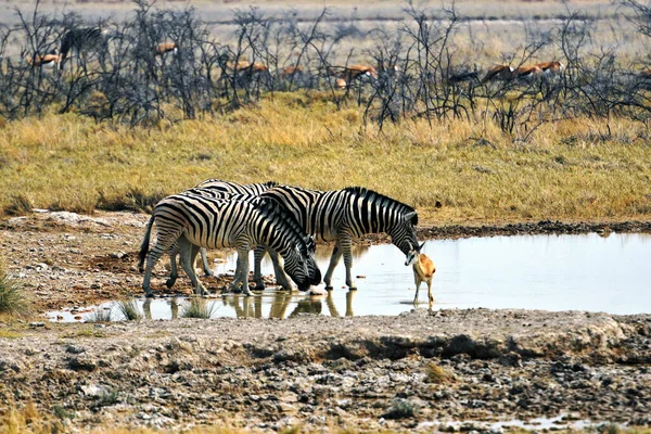 Zebralar Namibya Daki Etosha Ulusal Parkı Ndaki Birikintisinde Içiyorlar — Stok fotoğraf