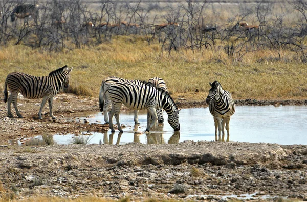 Zebras Bebe Poço Água Parque Nacional Etosha Namíbia — Fotografia de Stock