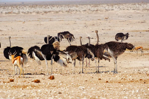 Африканские Страусы Национальном Парке Этоша Намибии — стоковое фото